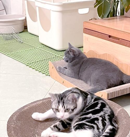 猫粮蛋白过高引起便血的原因是什么？如何预防和处理？
