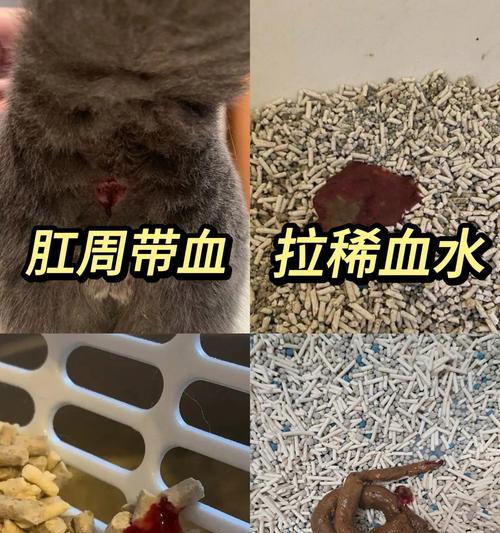 猫粮蛋白过高引起便血的原因是什么？如何预防和处理？