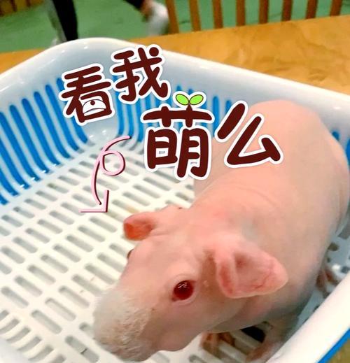 羊驼脸粉色之谜：羊驼皮肤颜色特点解析？