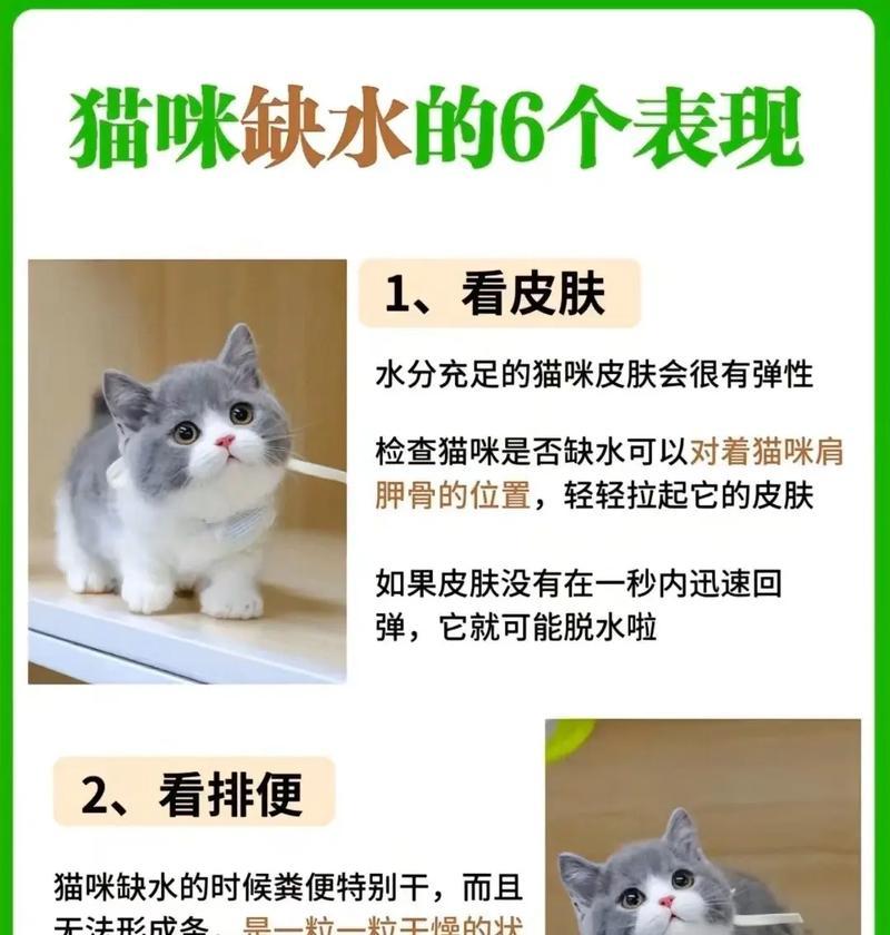 得水猫吃猫粮会怎么样？长期食用对健康有哪些影响？