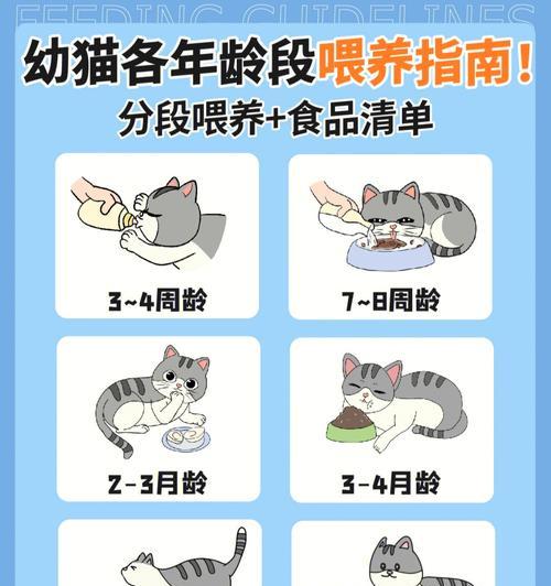 幼猫奶肉猫粮怎么喂养最健康？最佳喂养方式是什么？