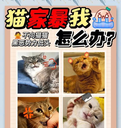 两只猫吵架后骗猫粮行为怎么处理？有效解决方法有哪些？