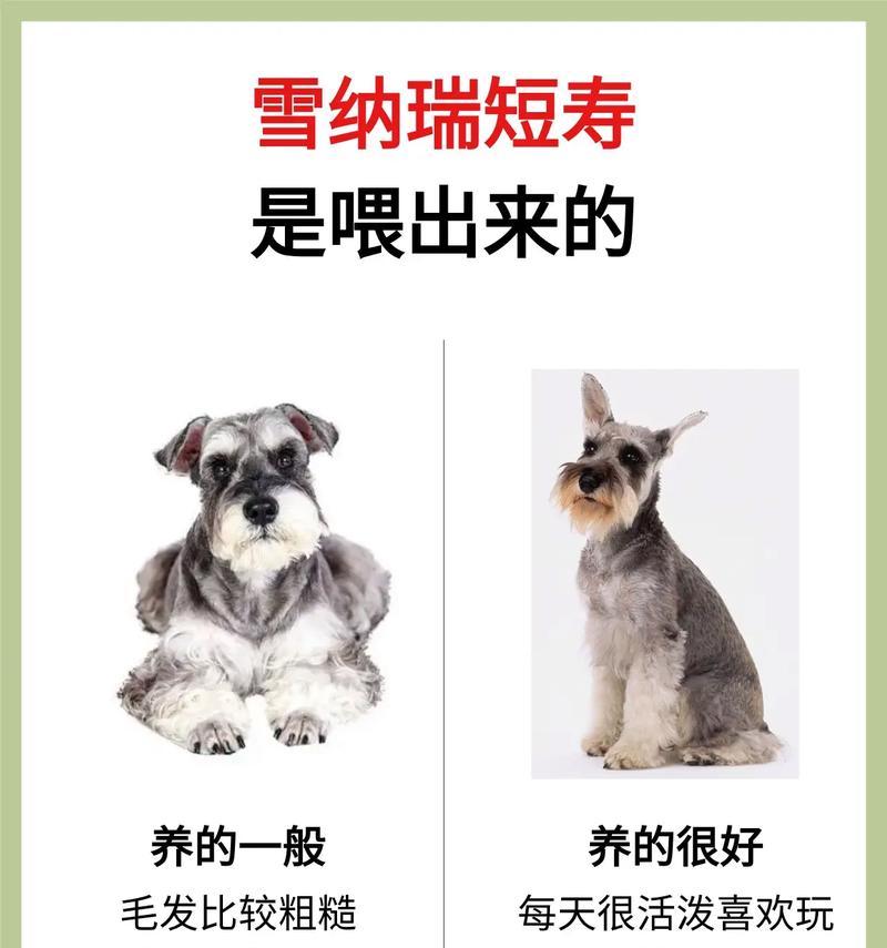 雪纳瑞最长寿命是多少年？延长宠物寿命的有效方法是什么？