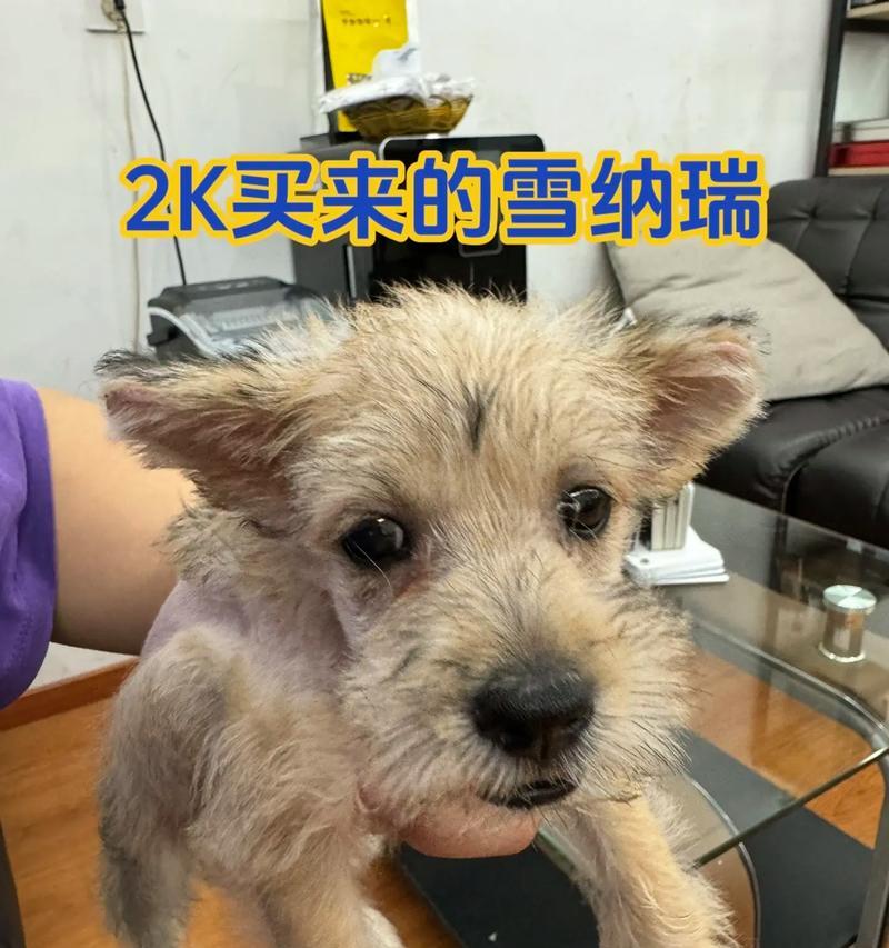 雪纳瑞最长寿命是多少年？延长宠物寿命的有效方法是什么？