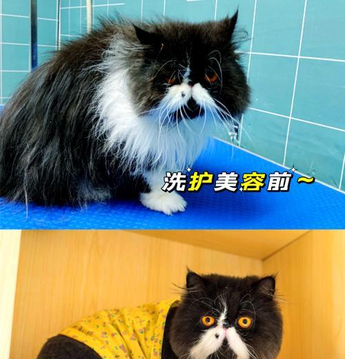 加菲猫食欲不振怎么办？解决不吃猫粮的有效方法是什么？