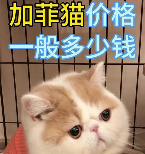 加菲猫食欲不振怎么办？解决不吃猫粮的有效方法是什么？