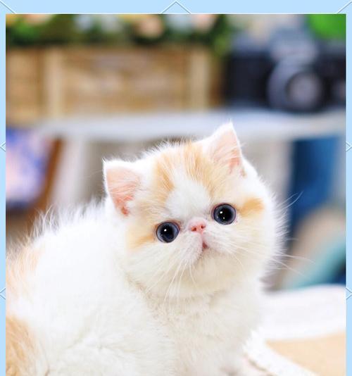 加菲猫食欲不振怎么办？解决不吃猫粮的有效方法是什么？