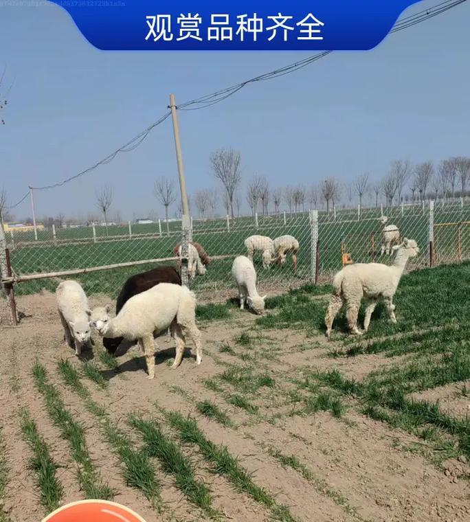 羊驼苗价格是多少？如何选择合适的价位？