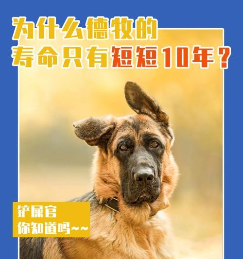 10岁德牧的牙齿数量是多少？老年德牧牙齿护理的要点是什么？