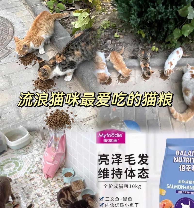 小鱼干蛋黄猫粮的制作方法是什么？