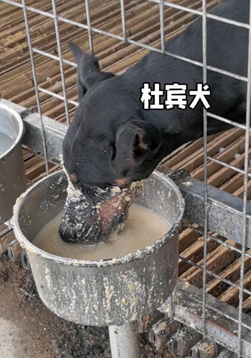 三个月大的杜宾犬应该喂食哪种狗粮？喂养建议是什么？