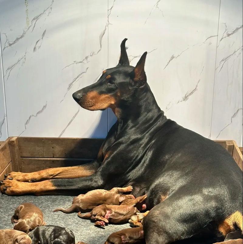 三个月大的杜宾犬应该喂食哪种狗粮？喂养建议是什么？