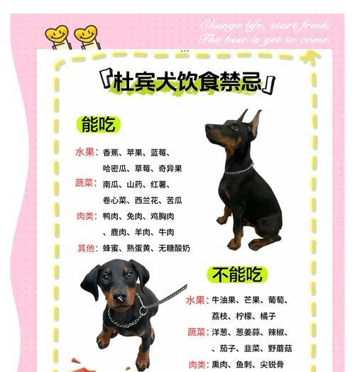 三个月大的杜宾犬应该喂食哪种狗粮？喂养建议是什么？