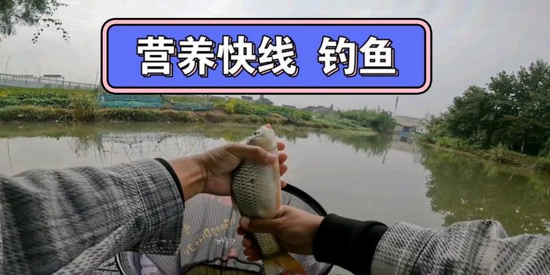 猫粮作为饵料钓鱼效果如何？最佳搭配是什么？