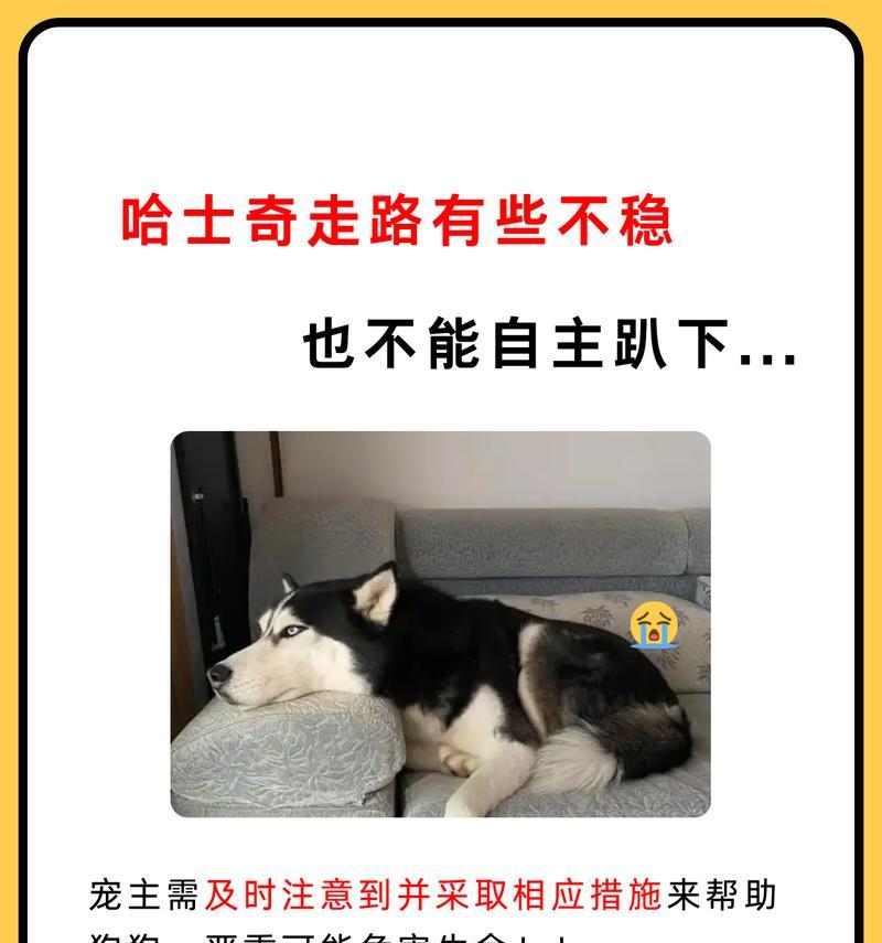 羊驼撞狗哈士奇会死吗？为什么会发生这样的情况？