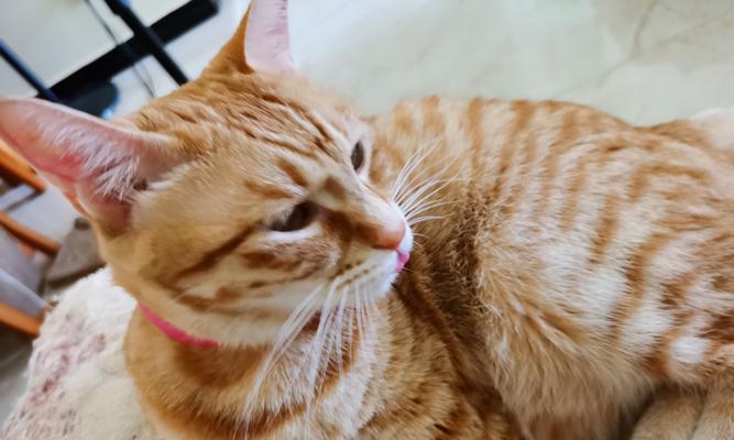 猫总是吃猫粮很烦怎么办？