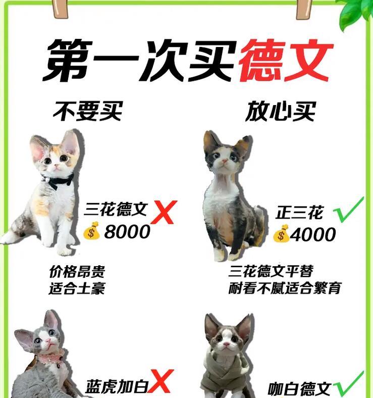 德文幼猫的猫粮选择建议是什么？