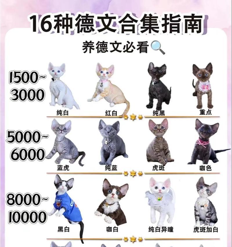 德文幼猫的猫粮选择建议是什么？