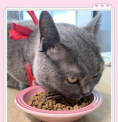 春节期间如何为留守猫咪准备食物和水？有哪些注意事项？