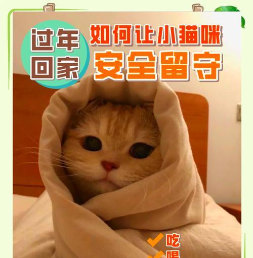 春节期间如何为留守猫咪准备食物和水？有哪些注意事项？