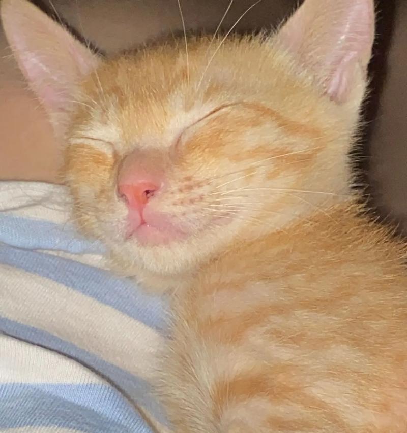 守屋待粮的猫被称作什么？