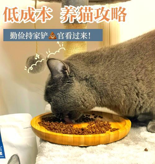 守屋待粮的猫被称作什么？