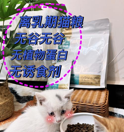 大嘴猫不长大怎么吃猫粮？是否需要特别的营养补充？