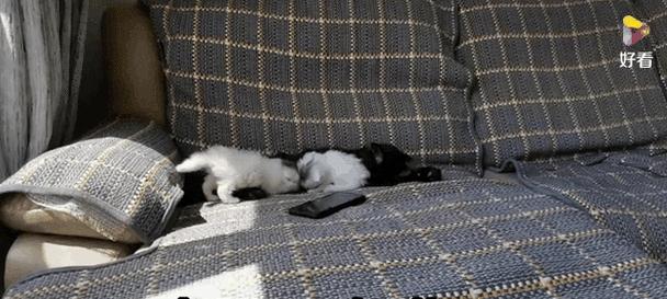小猫偷吃猫粮被抓现行应如何处理？