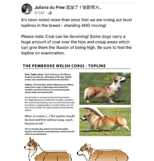 柯基对羊驼的反应原因是什么？