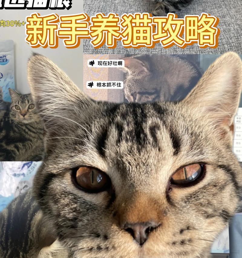 成年狸花猫的猫粮喂养建议是什么？