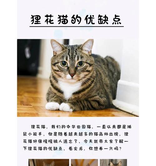 成年狸花猫的猫粮喂养建议是什么？