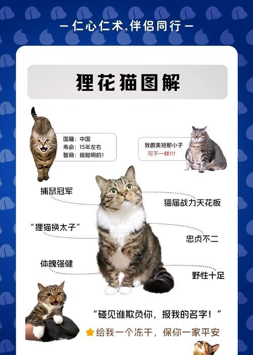 成年狸花猫的猫粮喂养建议是什么？