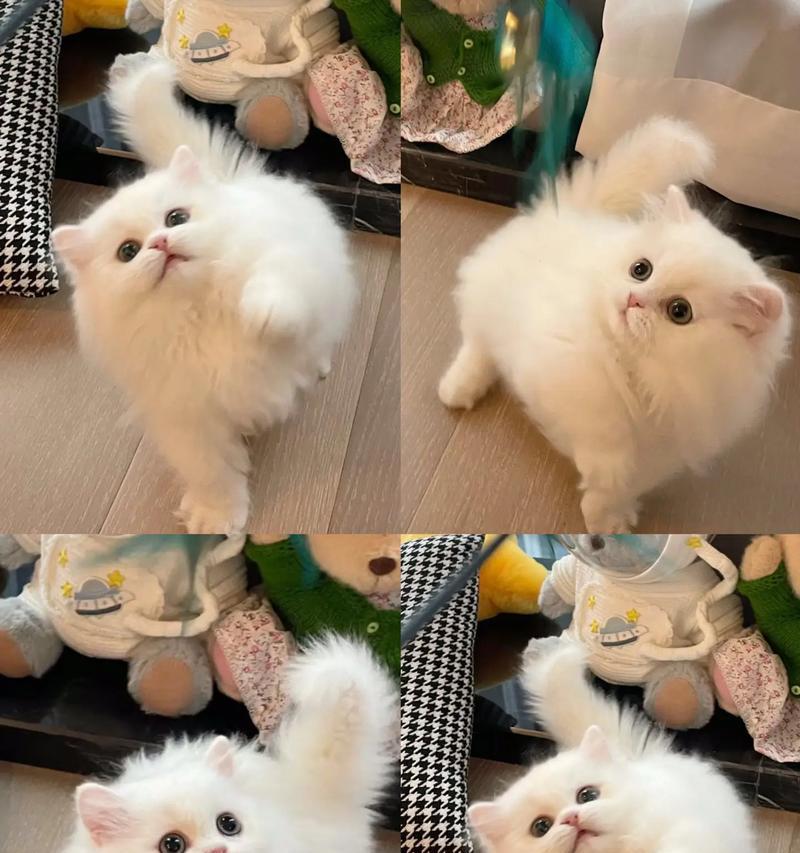 拿破仑猫粮的正确食用方法是什么？