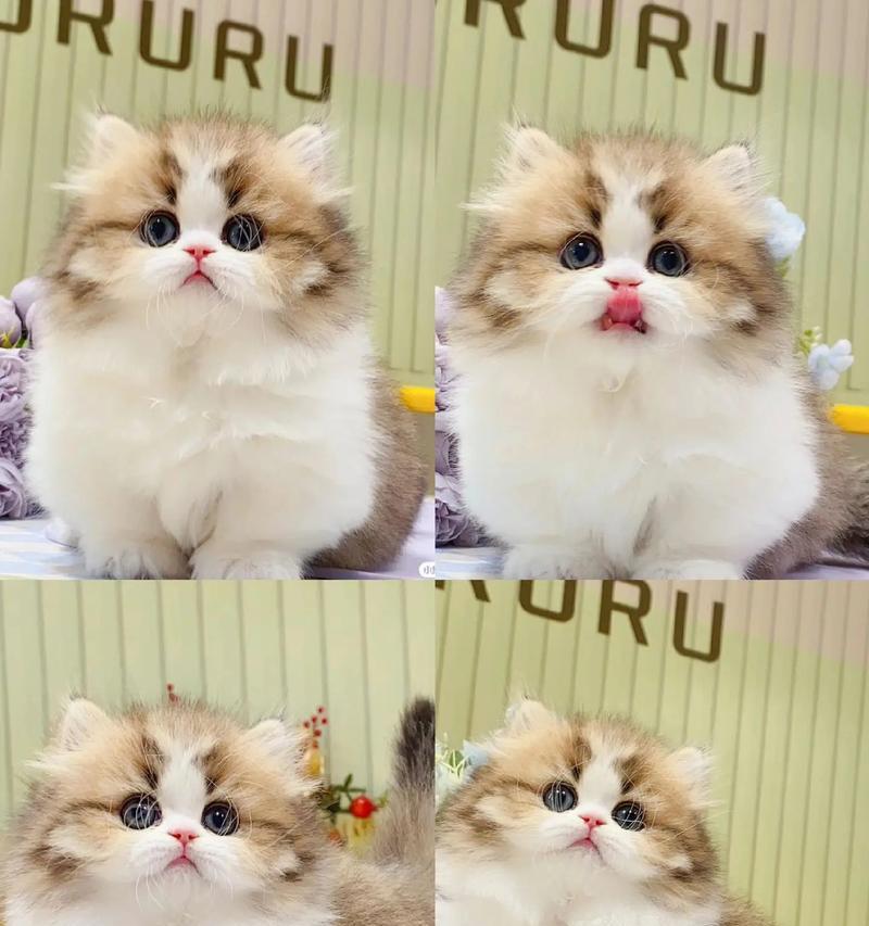 拿破仑猫粮的正确食用方法是什么？