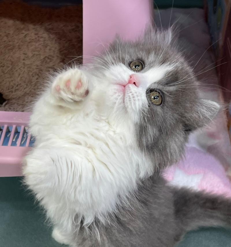 拿破仑猫粮的正确食用方法是什么？