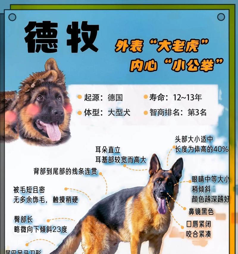 西德黑德牧幼犬购买时应注意什么？