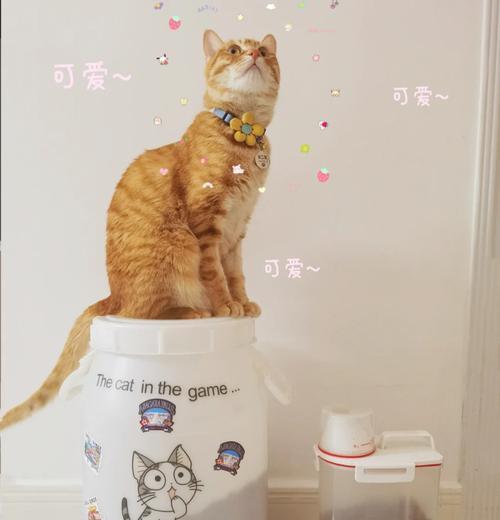 猫粮储存的最佳方法是什么？如何保持猫粮的新鲜度？