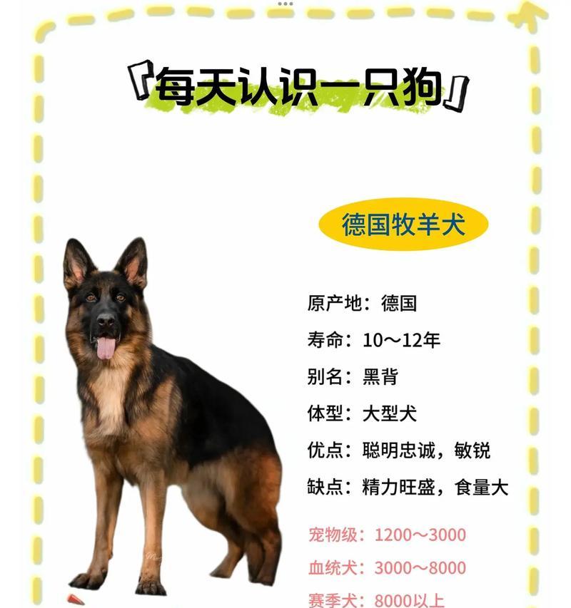 成年德牧在狗市卖多少钱？如何评估德牧的价值？