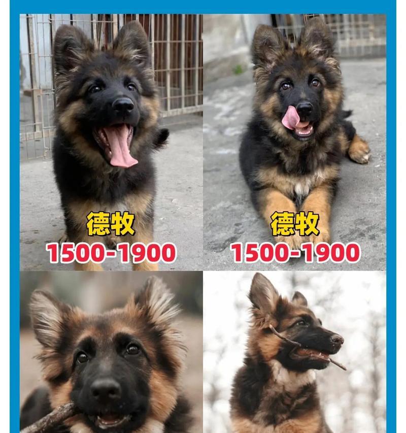 成年德牧在狗市卖多少钱？如何评估德牧的价值？