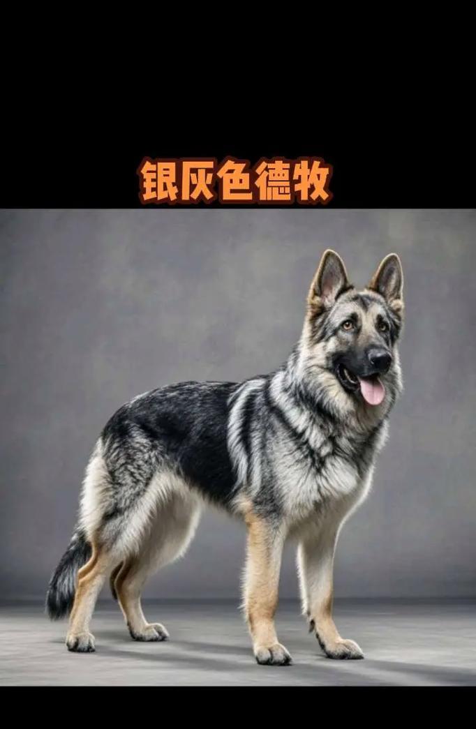 成年德牧在狗市卖多少钱？如何评估德牧的价值？