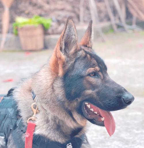 德牧幼犬喂羊奶粉的频率是多少？