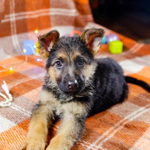德牧幼犬的驱虫和疫苗时间表是什么？