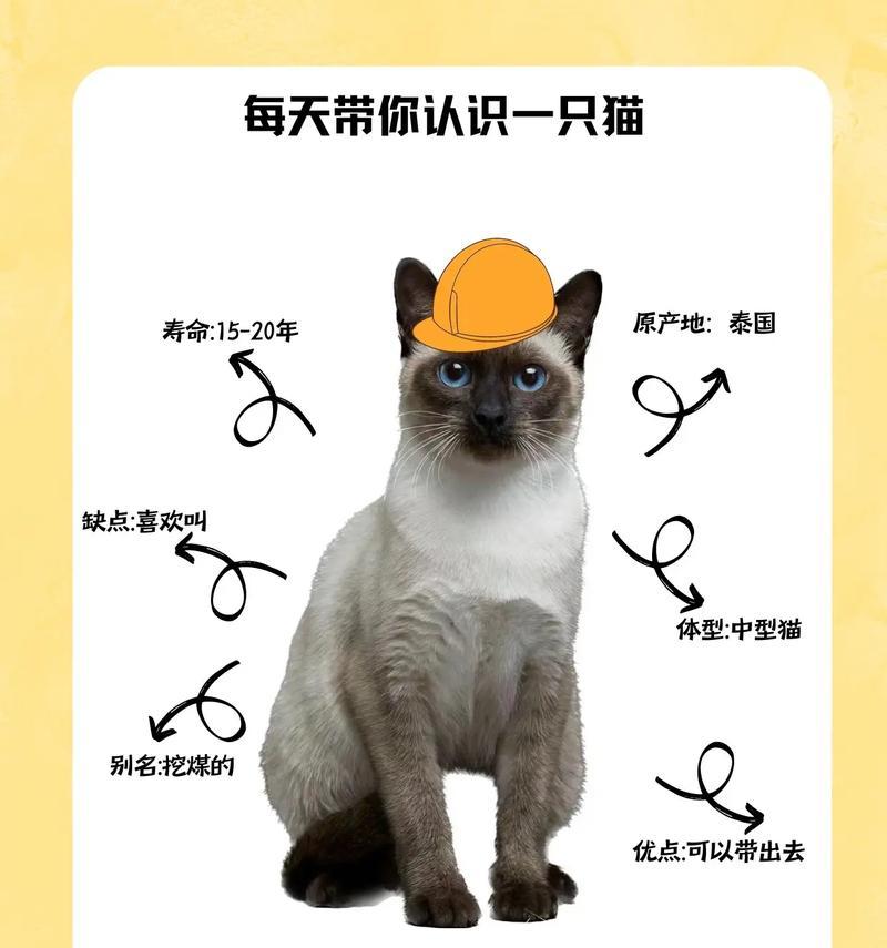 暹罗猫吃猫粮少，少吃猫条怎么办？如何调整饮食习惯？
