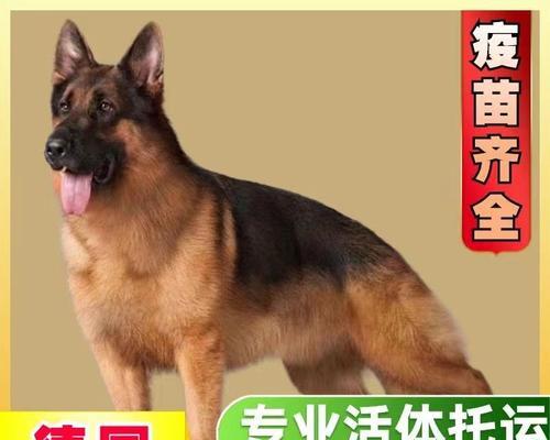 海口繁殖的德牧价格是多少？购买时应注意什么？