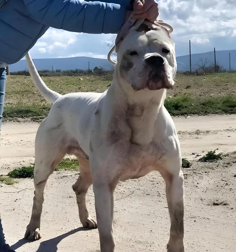 杜高犬偏爱哪些类型的零食和狗粮？