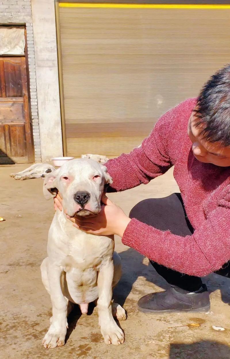 杜高犬偏爱哪些类型的零食和狗粮？