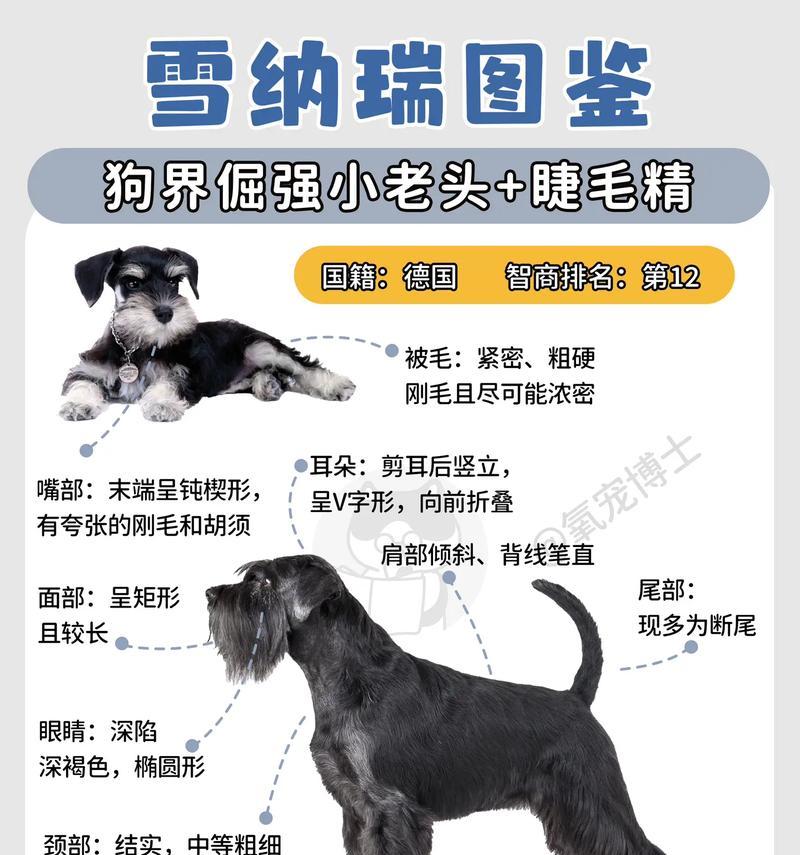 雪纳瑞专卖牌匾价格是多少？购买时应注意什么？