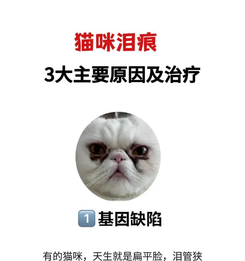 猫咪泪痕频繁出现怎么办？换猫粮有影响吗？