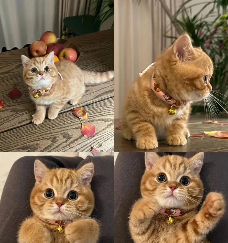 橘猫投喂猫粮的最佳方法是什么？