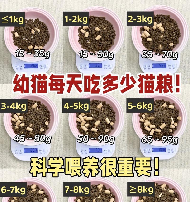 幼猫日常应该喂食哪种猫粮？